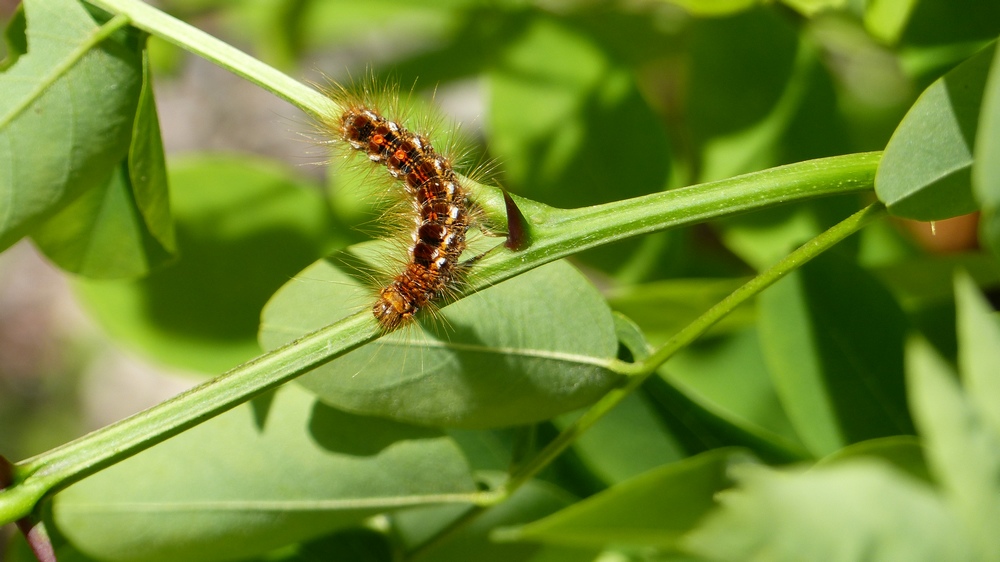 Est-ce une orchidée ? [Himantoglossum hircinum]  Euproc12