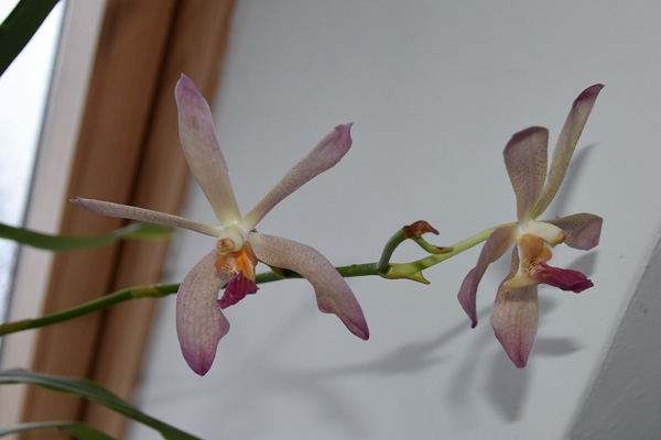 orchidées - floraisons du moment 2018 - Page 5 Aranda10