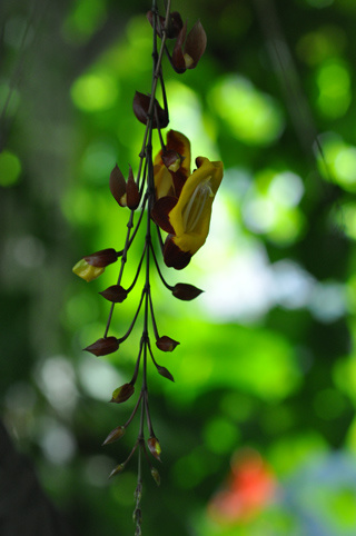 (75) Jardin des serres d'Auteuil - Paris Ob_67010