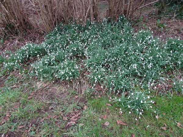 giboulées de fleurs ? - Page 2 Perce-11