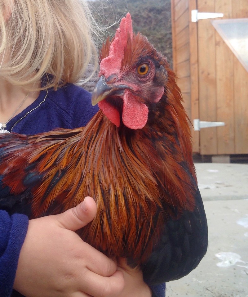 Comportement du coq quand va t