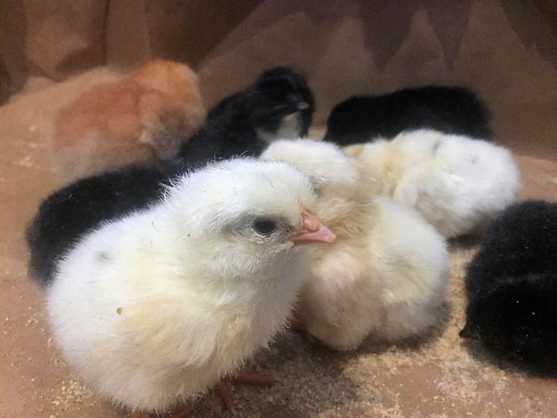 3ème tentative d'incubation! 15x poule + 1x oie Poussi13
