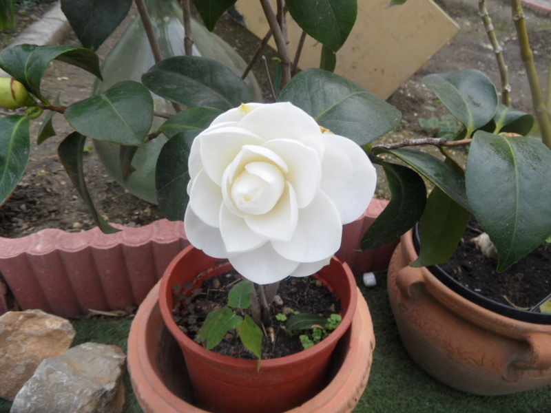 Camellia 2018 Sam_0010