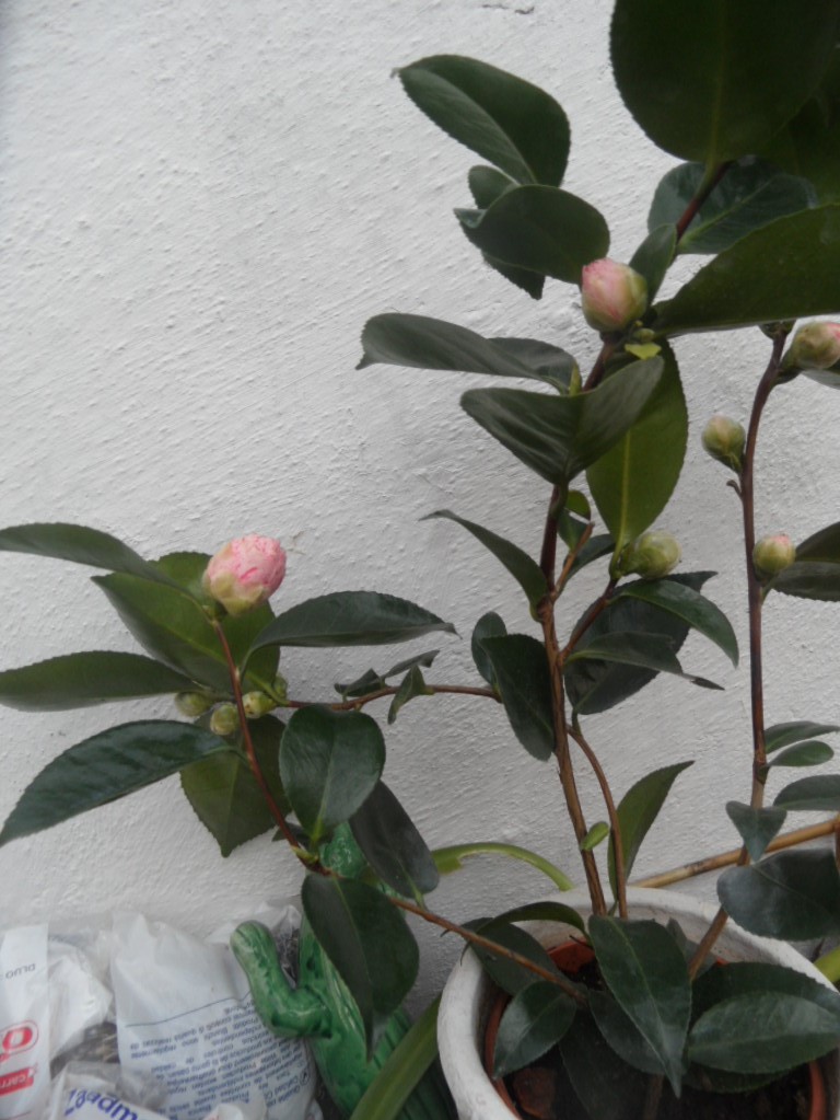 Camellia 2018 Sam_0011
