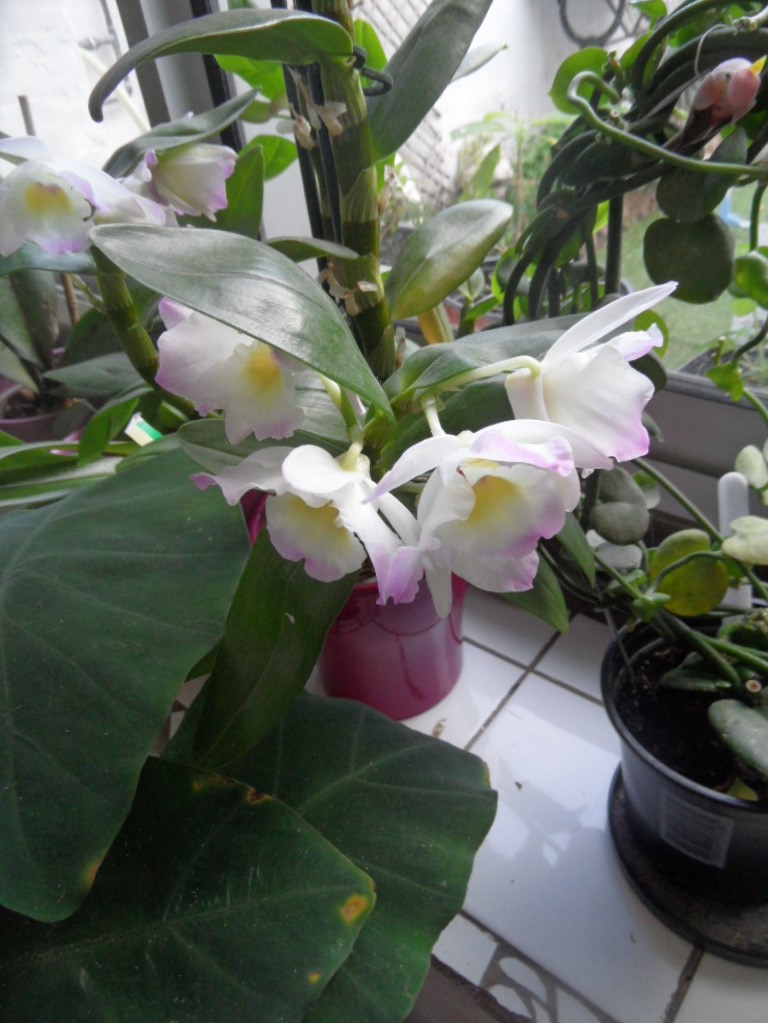 Orchidée Dendrobium Sam_3923