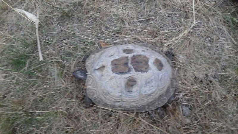 J'ai trouvé une tortue en face de chez moi - Page 2 Tortue11