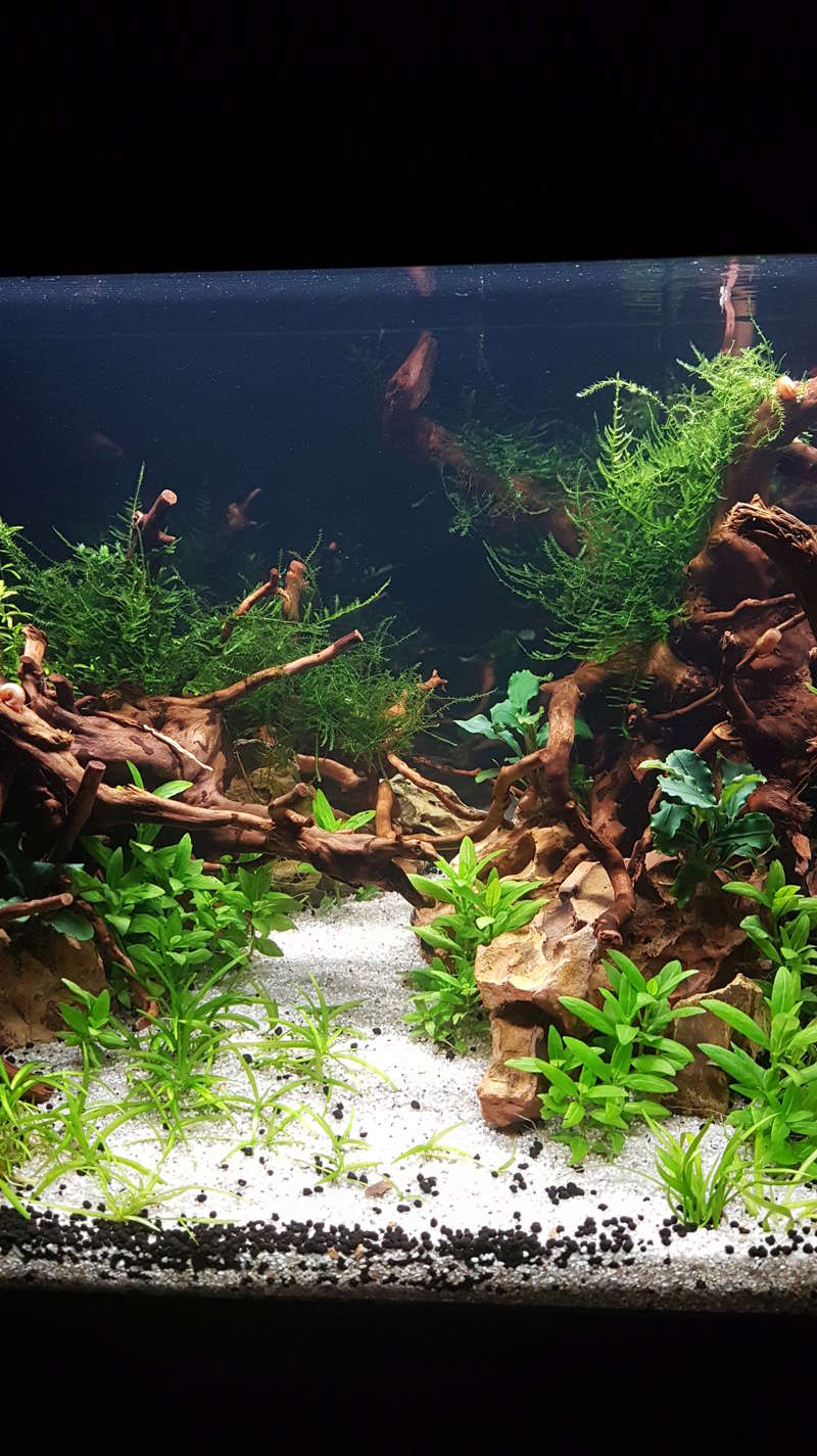 Aquascaping dans un aquadream 60L 20180414