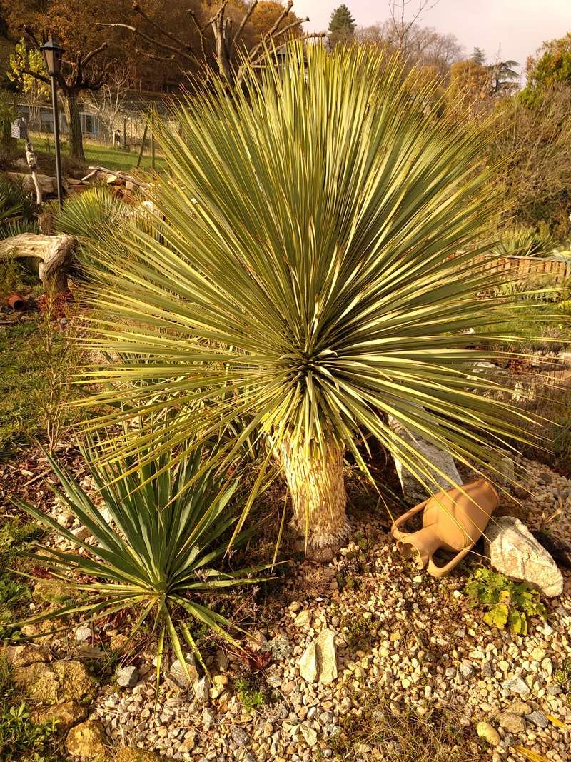 Yucca rostrata Img_2014