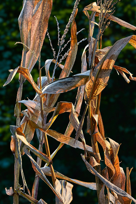 Election de la photo du concours de novembre 2018 + Résultats 5013