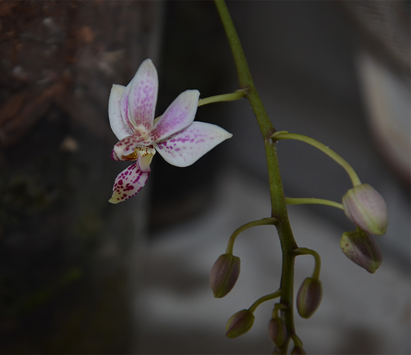 Phalaenopsis equestris x finleyi (Donna's Delight ) Dsc_0456