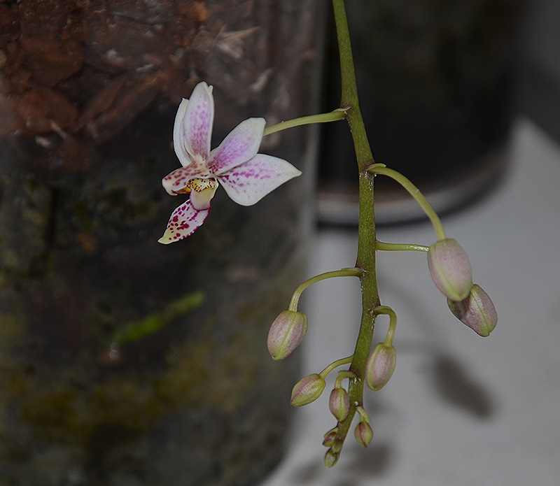 Phalaenopsis equestris x finleyi (Donna's Delight ) Dsc_0457