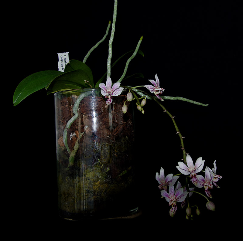 Phalaenopsis equestris x finleyi (Donna's Delight ) - Seite 2 Dsc_0648
