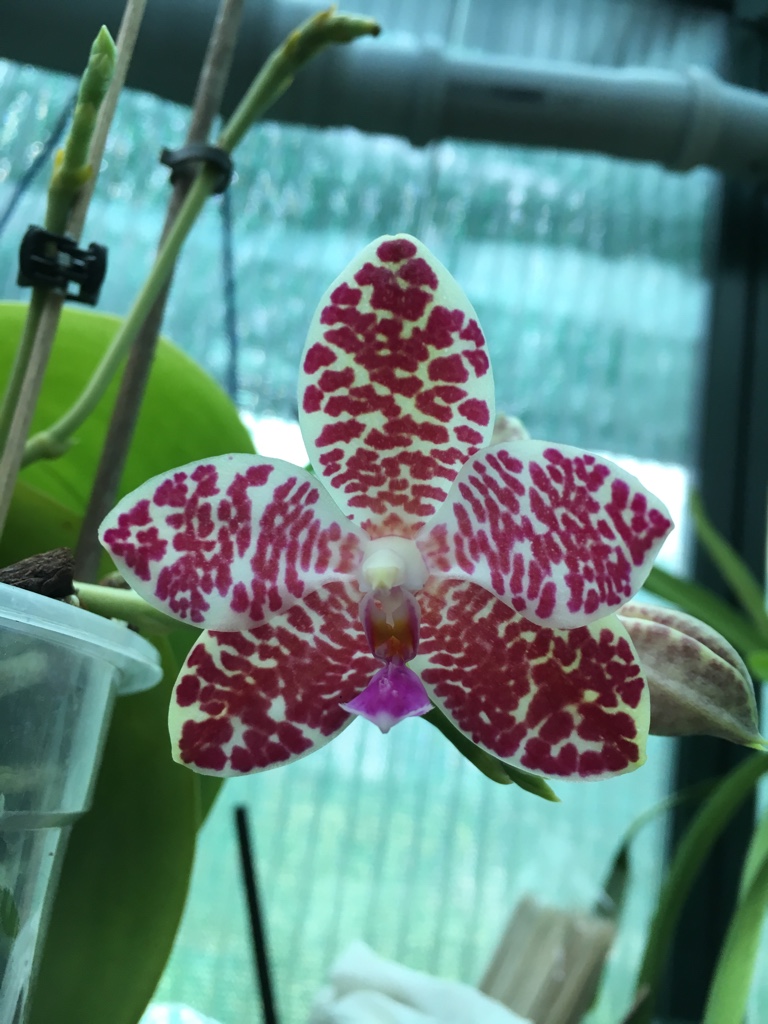 Phalaenopsis gigantea x lueddemanniana 'Woodlawn' 29_04_10