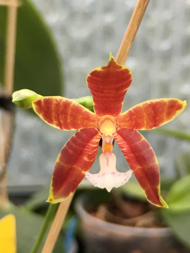 Phalaenopsis venosa x pantherina 31_12_10