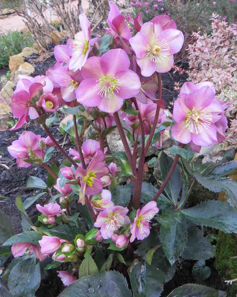 hellebore ice n' roses red 00215