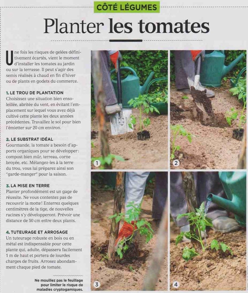 planter les tomates J10