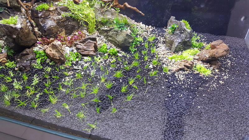 AQUASCAPE 300 Litres 20171015