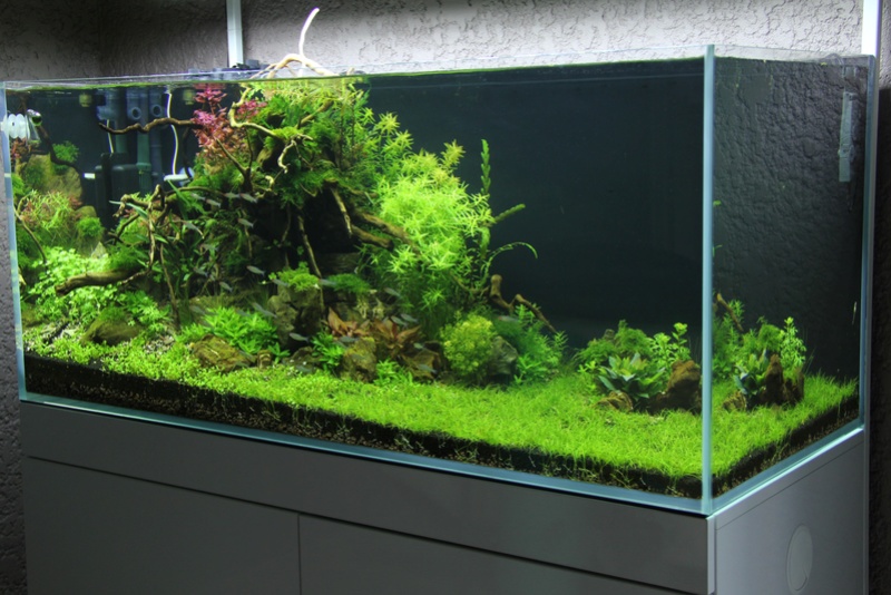 AQUASCAPE 300 Litres Img_7510