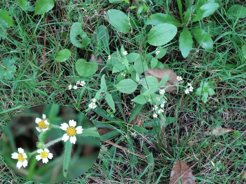 Petite fleur : Galinsoga quadriradiata Au_bor10