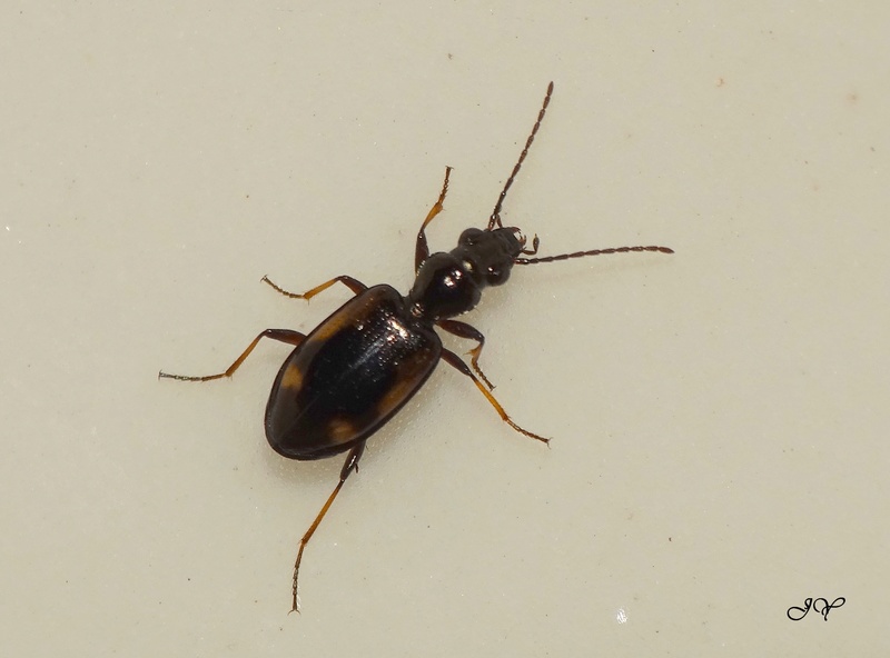 Bembidion. Bambid10