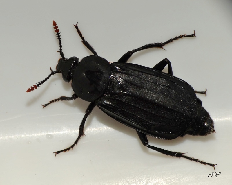 [Necrodes littoralis & Thanatophilus sinuatus] Nécrophores noirs ? Silphe10