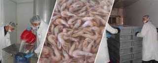 شركة MALU FRA TAOURIRT : توظيف 09 عاملات تقطيع décorticage de crevettes بمدينة تاوريرت Malu_f10