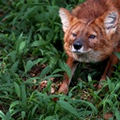 Melvyn Frederick Rembardt - Life a flower made from iron Dhole10