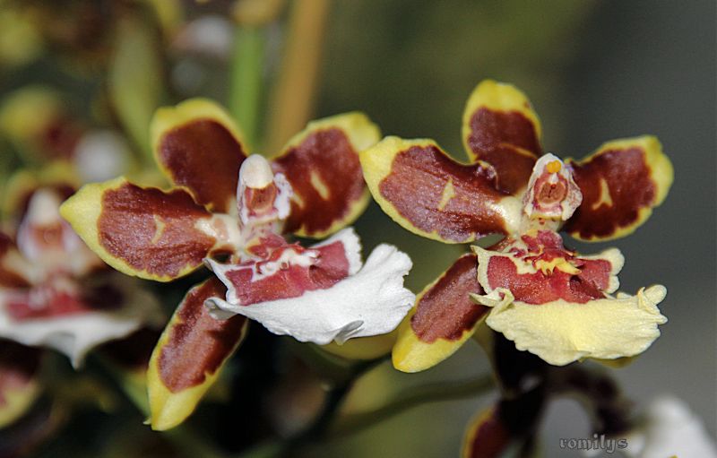 Glove -Box - Orchideen 2018 - 2022 Teil 3 - Seite 2 Orchid10