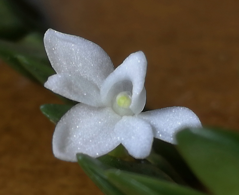 Angraecum distichum Angrae12