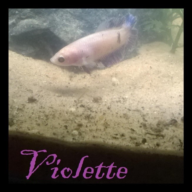 petit hommage a tout mes bettas Violet10