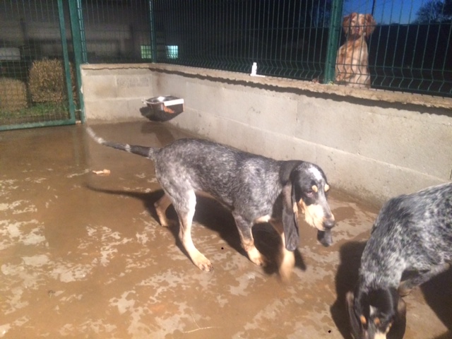 Chienne Petit Bleu De Gascogne