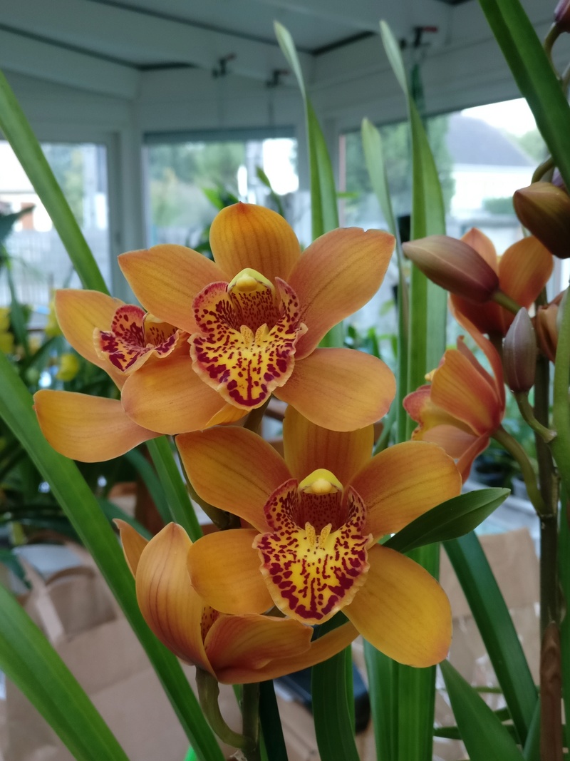 Cymbidium orange Img_2017