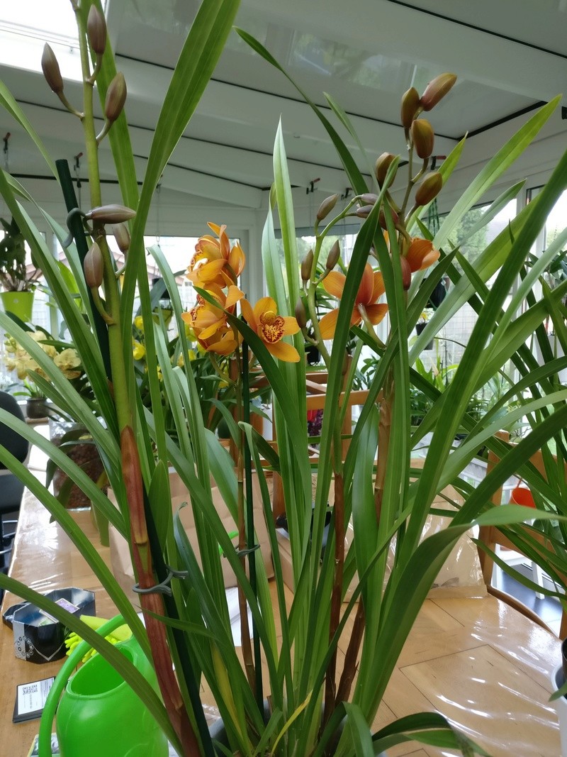 Cymbidium orange Img_2019