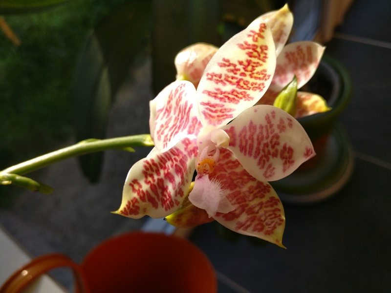 phalaenopsis Hieroglyphica x hieroglyphica Img_2027
