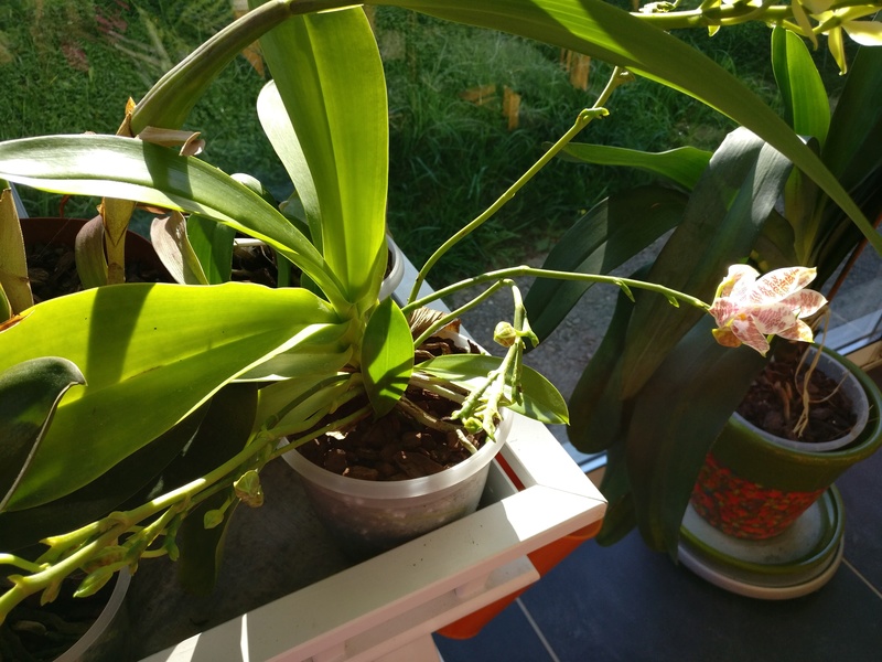 phalaenopsis Hieroglyphica x hieroglyphica Img_2028