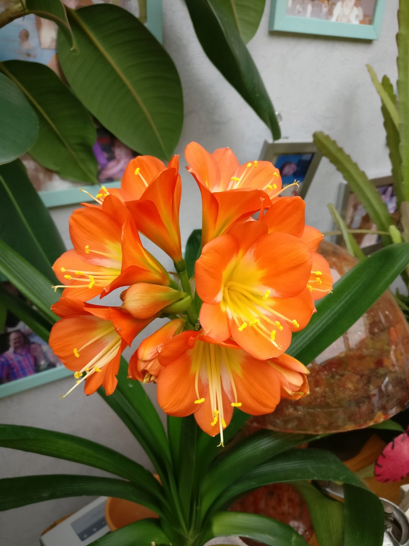 clivia - mon clivia de la derniere chance Img_2051