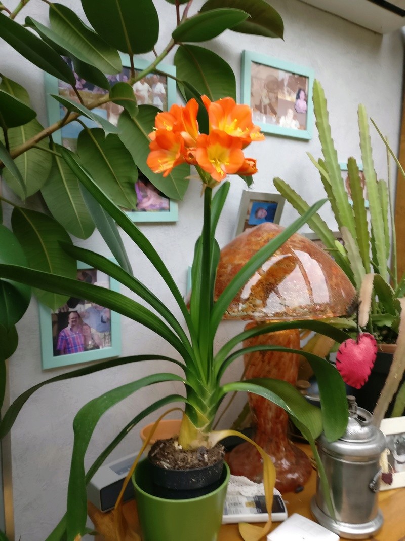 mon clivia de la derniere chance Img_2052