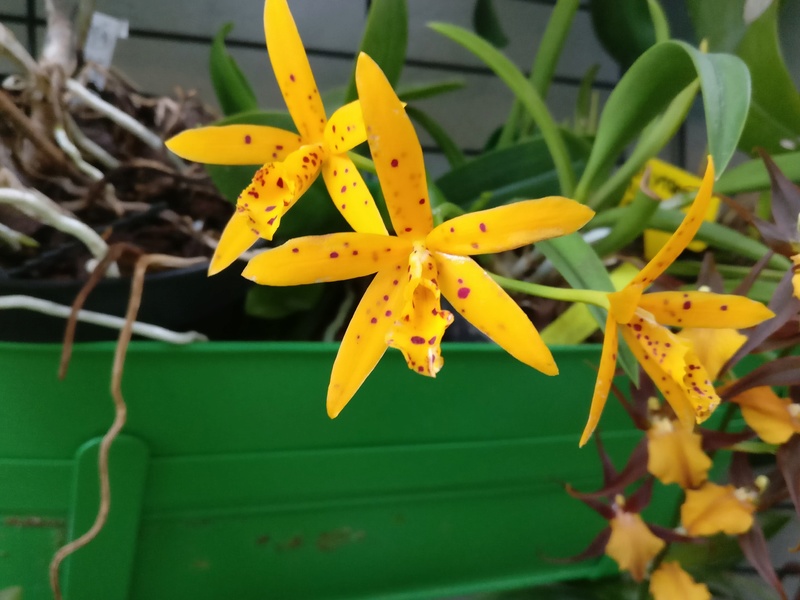 brassocattleya golden mule orient Img_2131