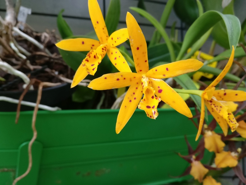 brassocattleya golden mule orient Img_2132