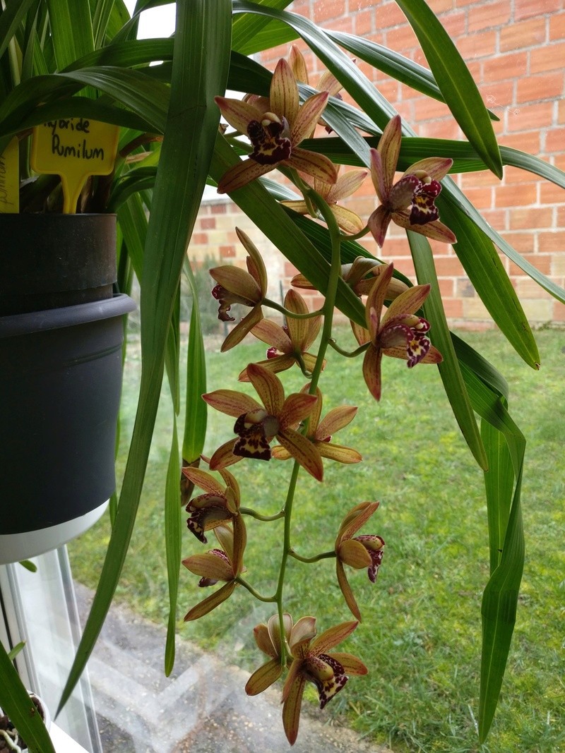 Cymbidium hybride de pumilum Img_2243