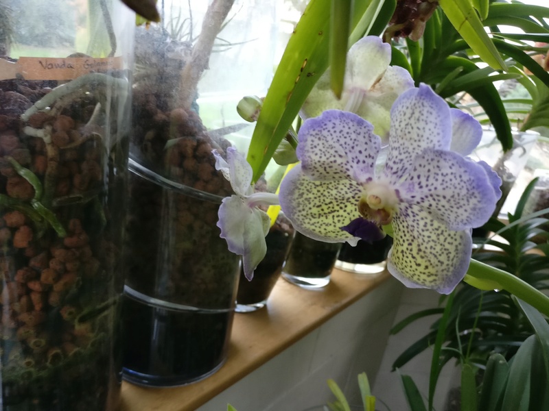 vanda moonlight blue - Page 3 Img_2289