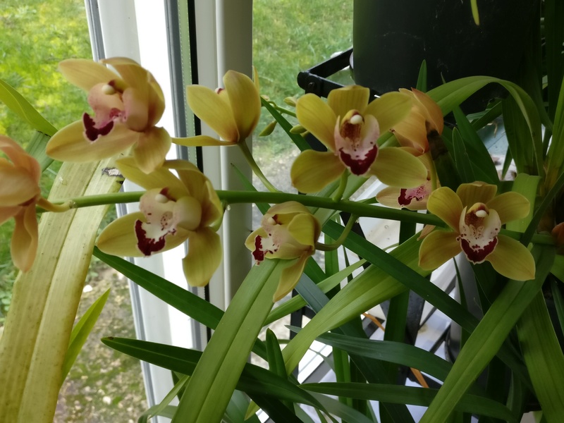 cymbidium tata guiguitte - Page 2 Img_2313