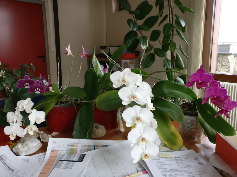 phalaenopsis au bureau Img_2349