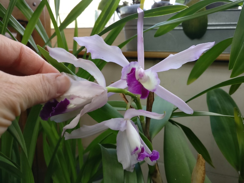 brassia laelio cattleya - cattleya intermedia Laelia purpurata - Page 5 Img_2432