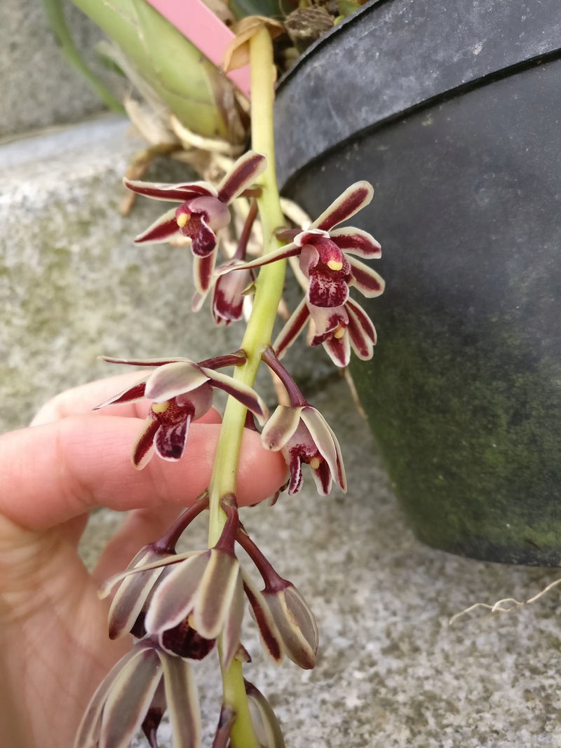 Cymbidium bicolor Img_2452