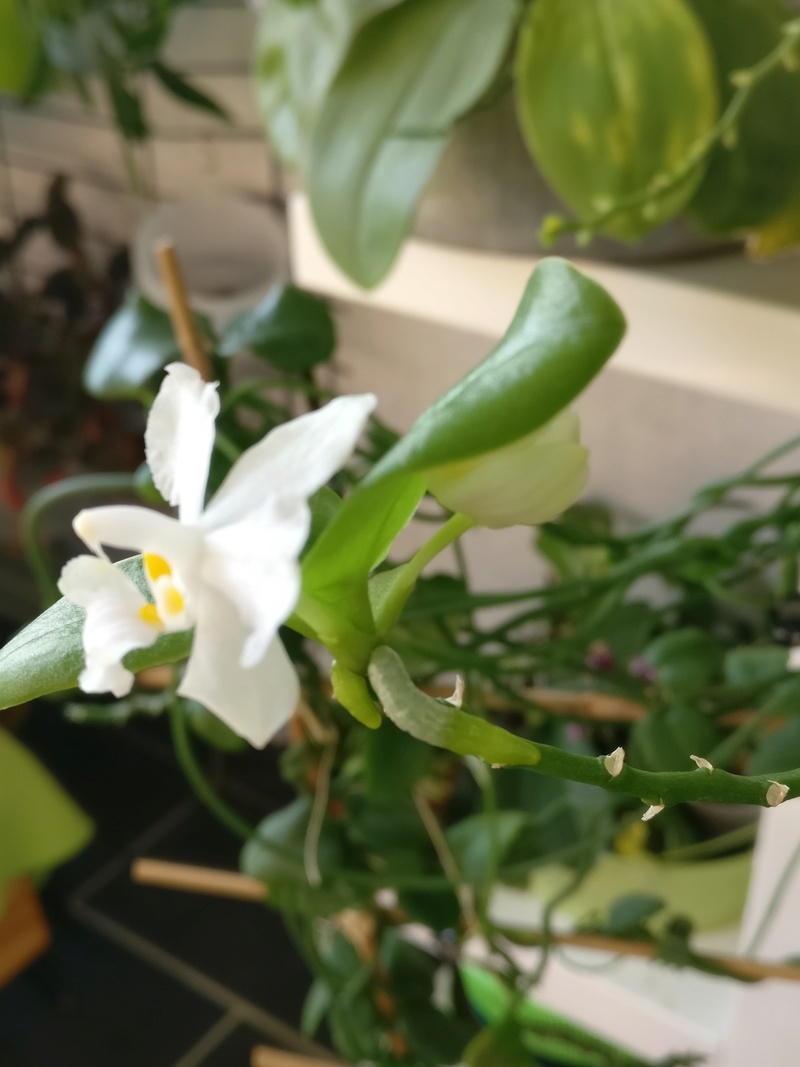 doritaenopsis blanc Img_2480