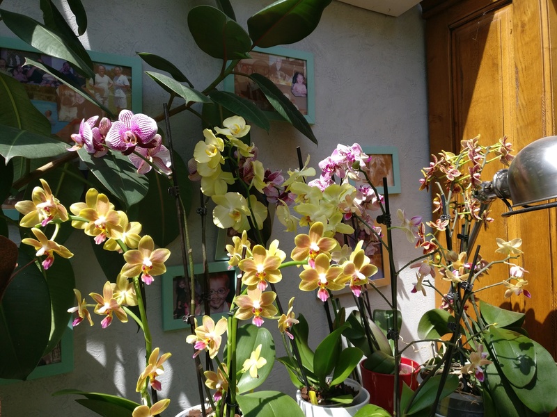 Floraison de plusieurs phalaenopsis hybrides Img_2545