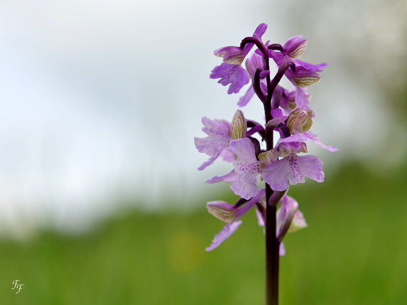 Au pays des orchidées A2018_24