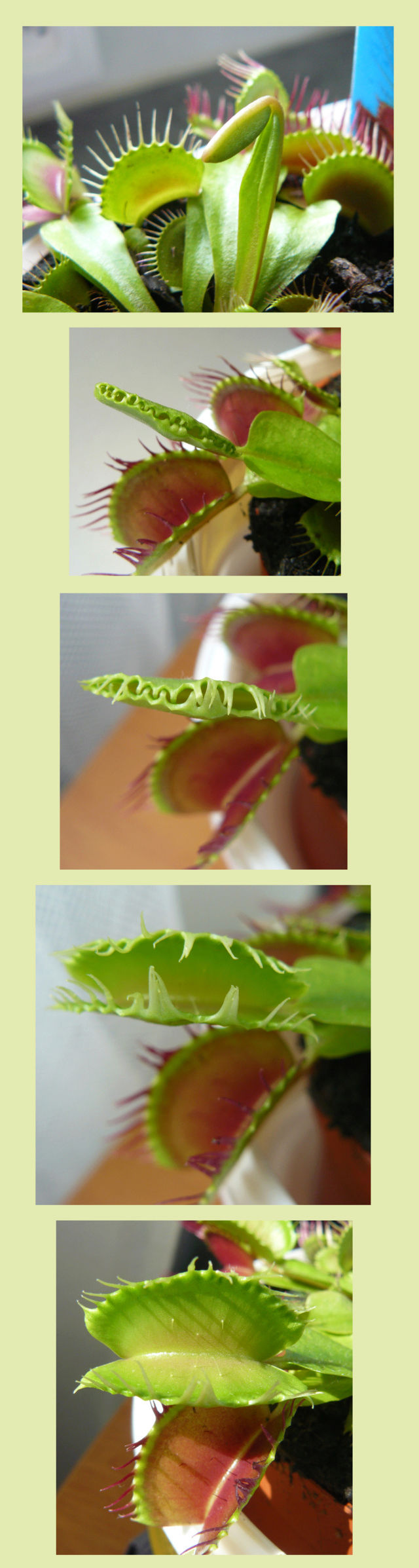 Dionaea muscipula - dionée Diony_10