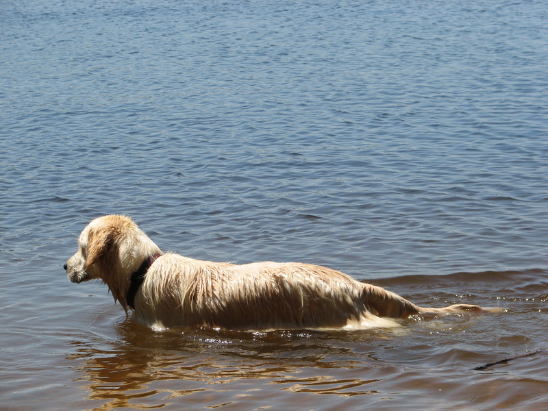 gilet rafraichissant pour chien 2013_v10